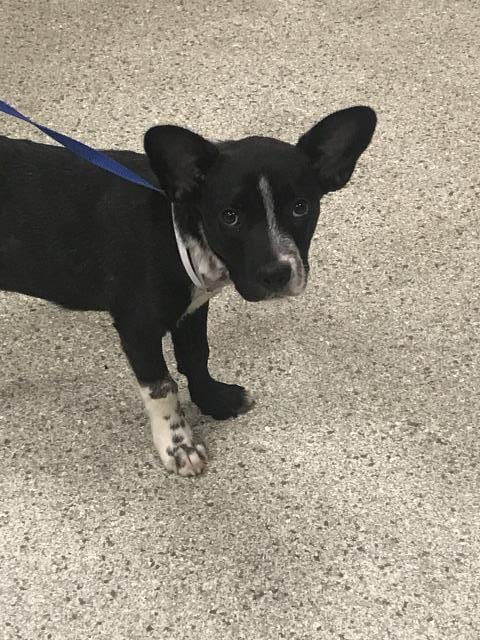 Photo of Hop, adoptable Pembroke Welsh Corgi in Conroe, Texas