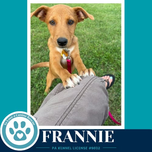Photo of Frannie (F Troop) 082226, adoptable Labrador Retriever in Kimberton, Pennsylvania
