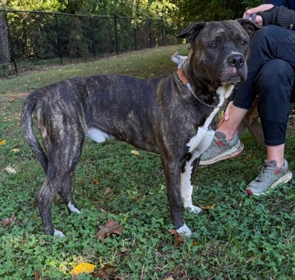 Photo of Corkle, adoptable dog in Chamblee, Georgia