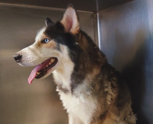 Photo of Lester, adoptable Siberian Husky in Los Angeles, California