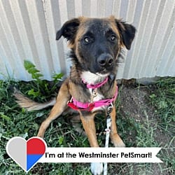 Photo of Diego, adoptable Mixed Breed (Medium) in Fort Collins, Colorado