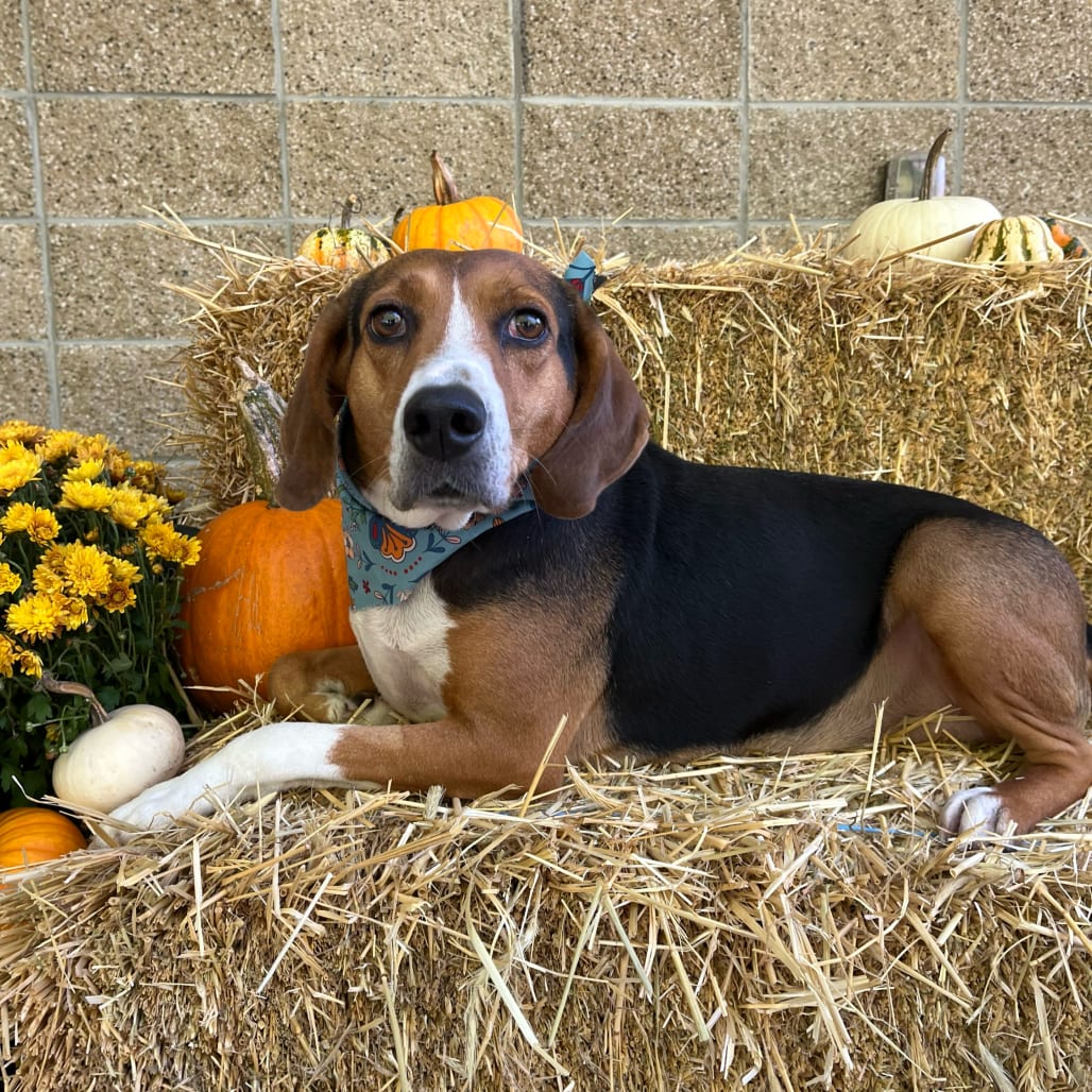 Photo of Precious, adoptable Coonhound, Treeing Walker