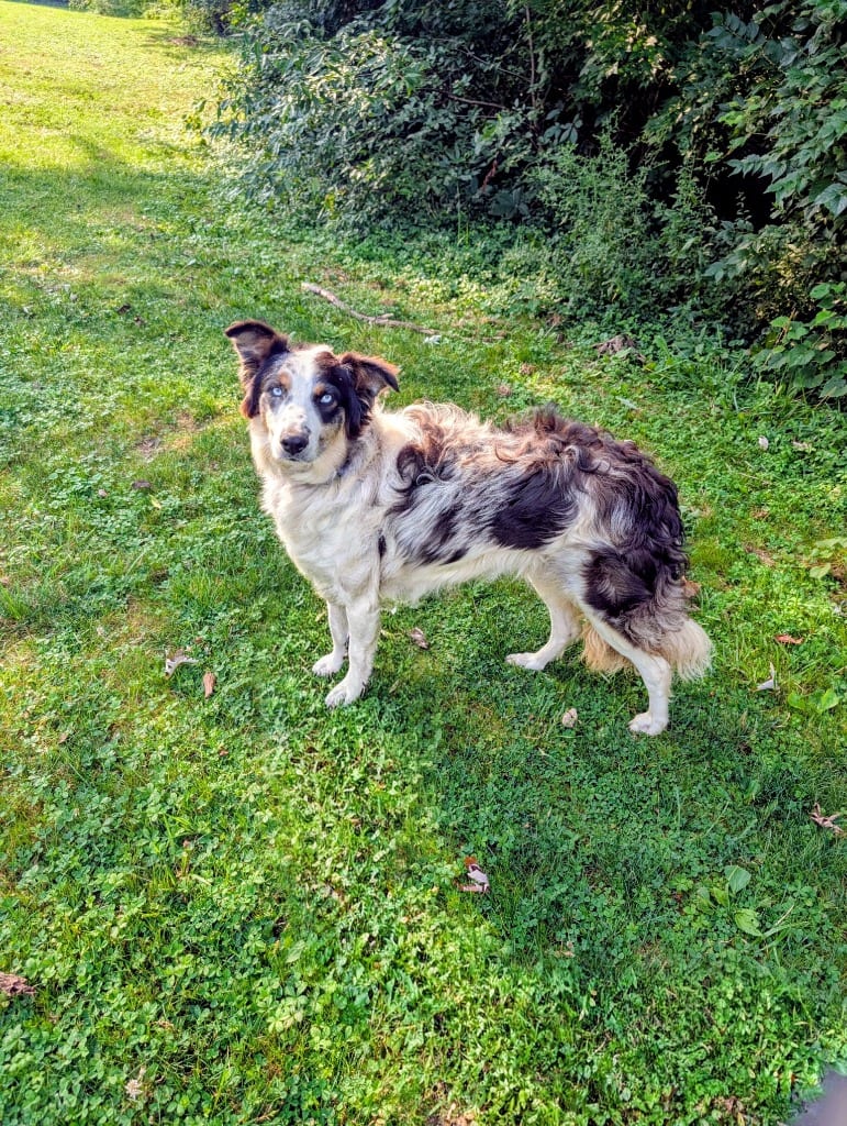 Photo of Sparky, adoptable Australian Shepherd in Maysville, Kentucky
