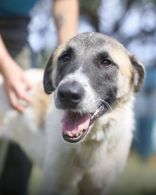 Photo of Gretta, adoptable Great Pyrenees in San Antonio, Texas