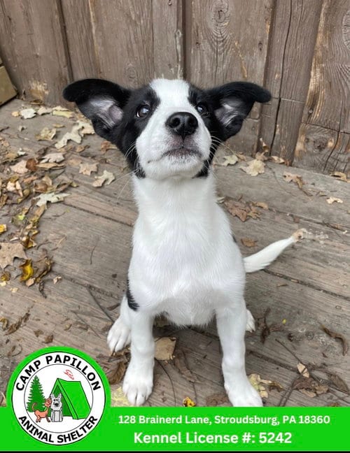 Photo of Poptart, adoptable Unknown breed (short coat) in Stroudsburg, Pennsylvania