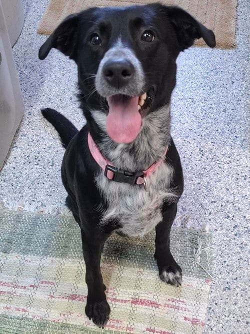 Photo of MoonBeam, adoptable Australian Cattle Dog/Blue Heeler in Knoxville, Iowa