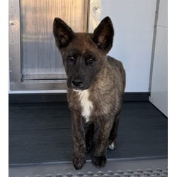 Photo of Samie, adoptable Akita in San Bernardino, California