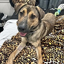 Photo of Axel, adoptable Black Mouth Cur in East Hartford, Connecticut