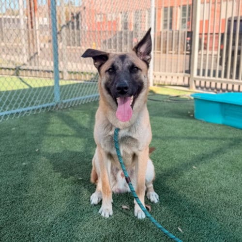 Photo of Robbie, adoptable German Shepherd Dog in Los Angeles, California