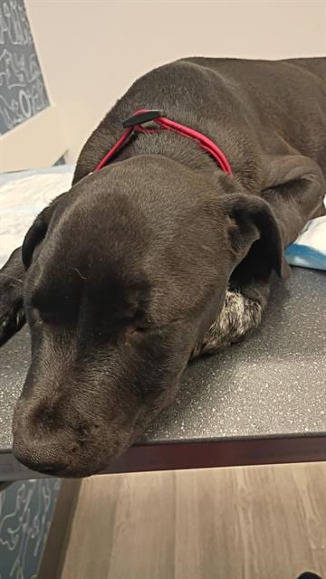 Photo of Alexander, adoptable Labrador Retriever in San Antonio, Texas