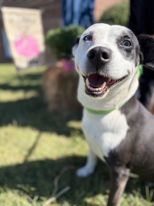 Photo of Mercedes (1yo, 45lbs), adoptable Hound in Hinton, West Virginia