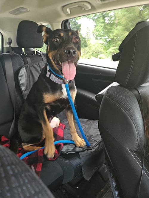 Photo of Bailey, adoptable Rottweiler in Mechanicsburg, Pennsylvania