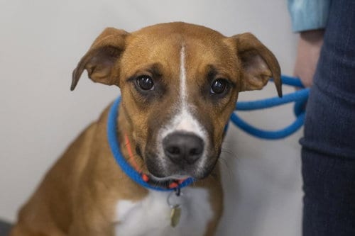 Photo of Caleb (Captain), adoptable Black Mouth Cur in Mountain Home, Arkansas