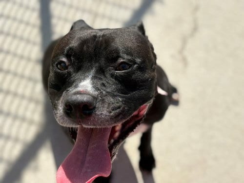 Photo of Kaelum, adoptable Pit Bull Terrier in Tulsa, Oklahoma
