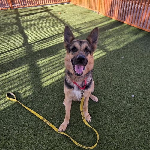 Photo of Petunia, adoptable German Shepherd Dog in Las Vegas, Nevada