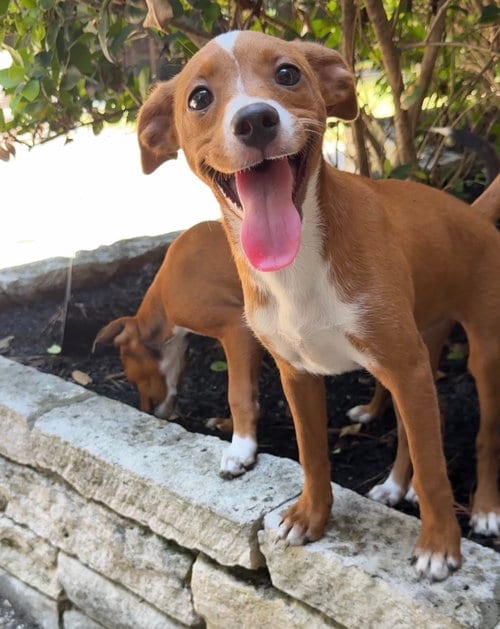 Photo of Greta, adoptable Terrier in The Woodlands, Texas