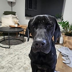 Photo of Mr. Bane, adoptable Cane Corso Great Dane in Bullard, Texas
