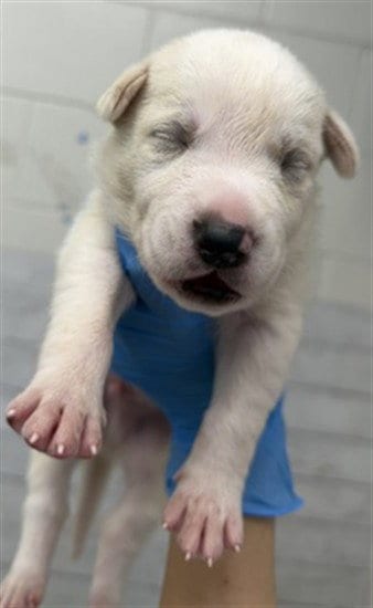Photo of Mercury, adoptable Pit Bull Terrier in San Bernardino, California