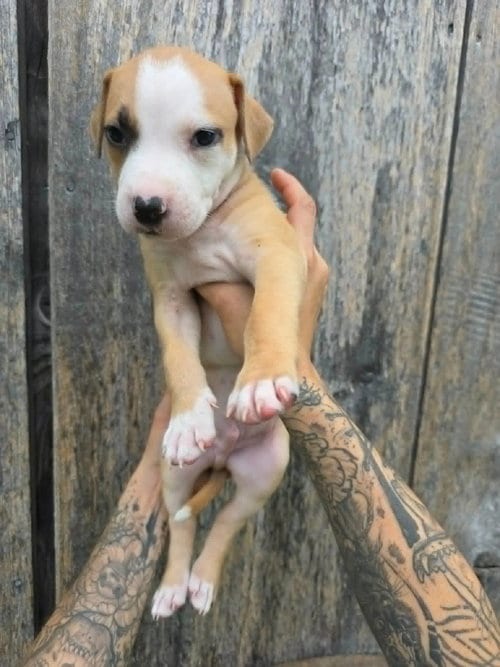 Photo of SR Puppy 9/21, adoptable American Pit Bull Terrier in Frankenmuth, Michigan