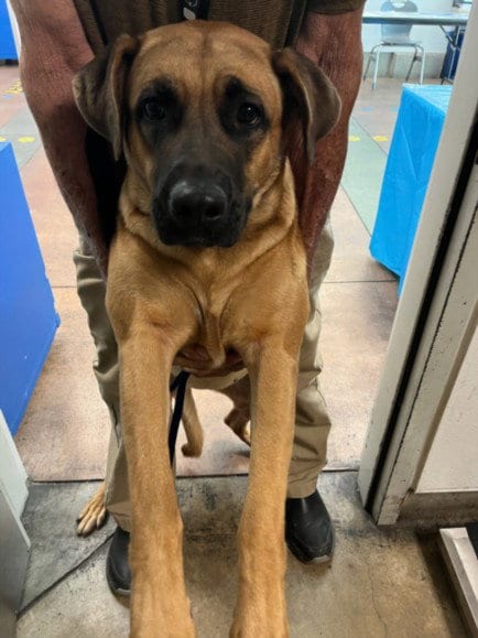 Photo of Cha Cha, adoptable German Shepherd Dog in Van Nuys, California