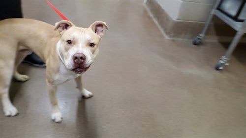 Photo of Mellow, adoptable American Pit Bull Terrier in Aurora, Illinois