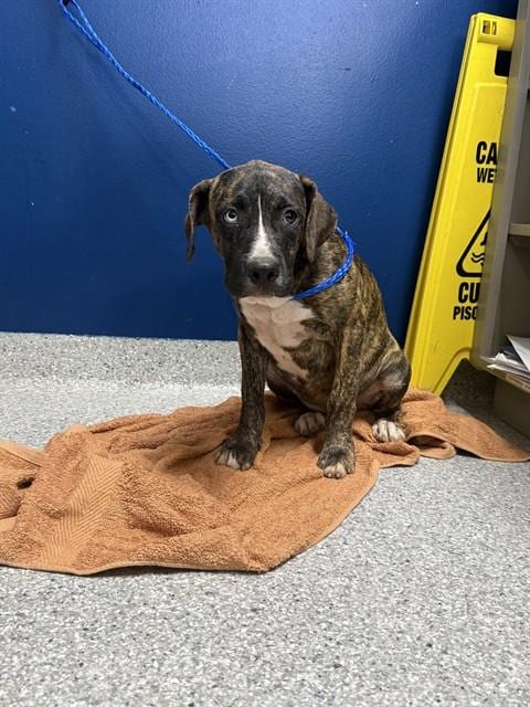 Photo of Minerva, adoptable American Pit Bull Terrier in Pasadena, Texas