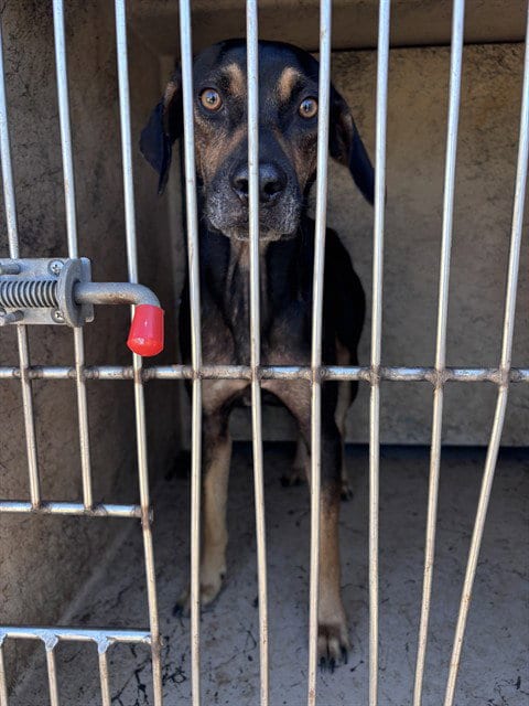 Photo of Clover, adoptable Hound in Oklahoma City, Oklahoma