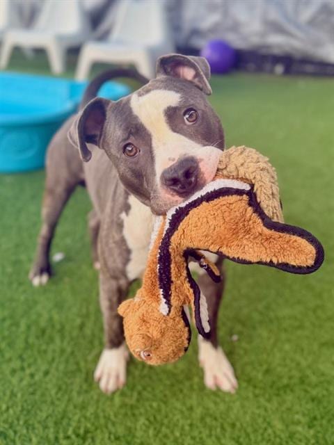 Photo of Max, adoptable Mixed Breed