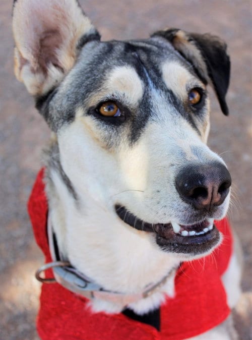 Photo of Zia, adoptable Siberian Husky in Cedar Crest, New Mexico