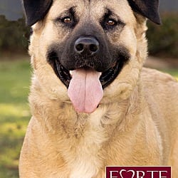 Photo of Annie, adoptable Akita American Staffordshire Terrier in Marina del Rey, California