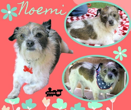 Photo of Noemi, adoptable Terrier in Lindsay, California