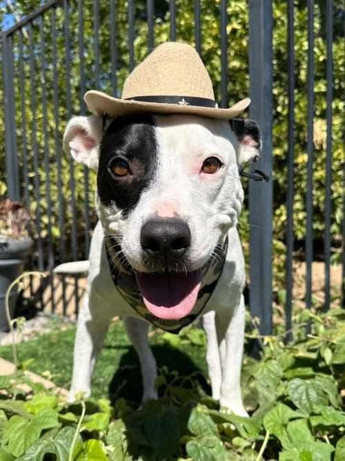 Photo of Milo, adoptable American Pit Bull Terrier in Redlands, California