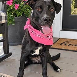 Photo of Border Collie mix ,, adoptable Border Collie Labrador Retriever in Mt. Laurel, New Jersey