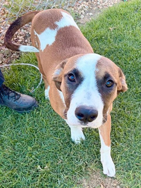 Photo of Magnolia, adoptable Boxer in San Bernardino, California
