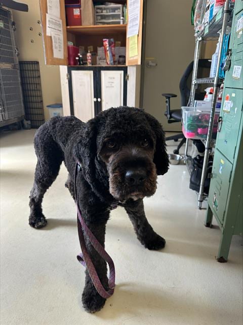 Photo of Purple, adoptable Poodle (Standard) in Santa Cruz, California