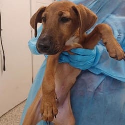 Photo of Chunky Monkey, adoptable Mixed Breed (Medium) in Maumee, Ohio