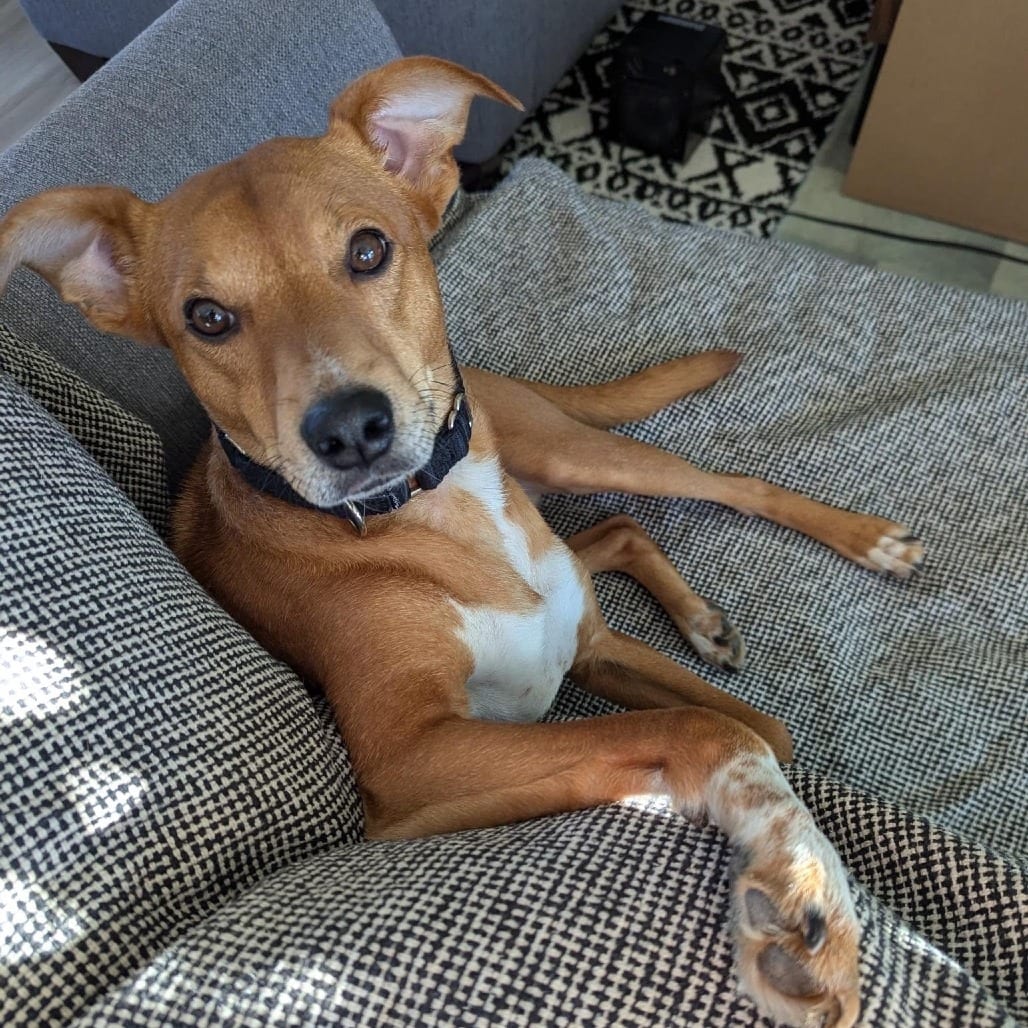 Photo of Max, adoptable Terrier