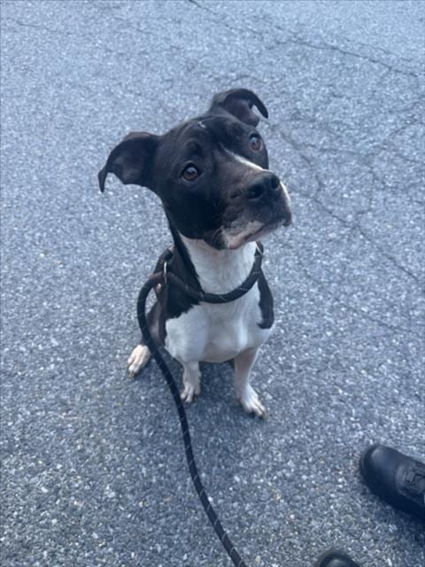 Photo of Yin Yang, adoptable Pointer in Derwood, Maryland