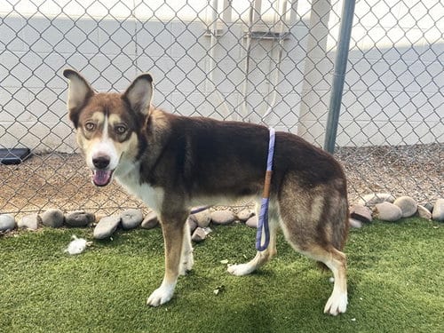 Photo of Whopper, adoptable Husky in Phoenix, Arizona