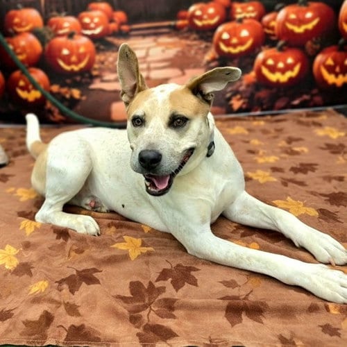 Photo of Swayze, adoptable Australian Cattle Dog/Blue Heeler in Long Beach, California