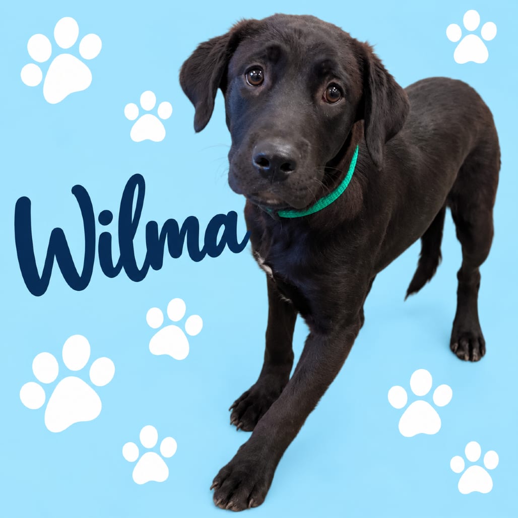 Photo of Wilma, adoptable Mixed Breed (Medium)