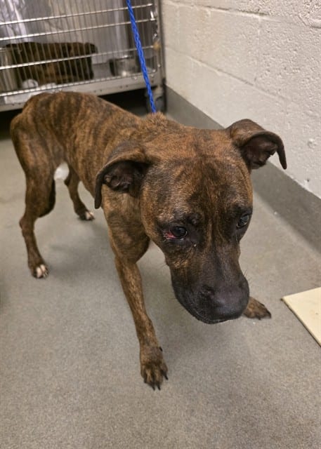 Photo of Dulce, adoptable Terrier mix in Miami, Florida