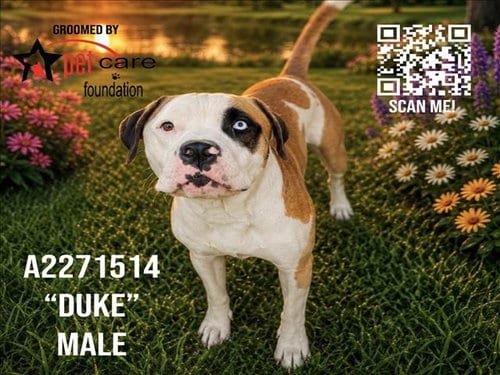 Photo of Duke, adoptable Pit Bull Terrier in Chatsworth, California