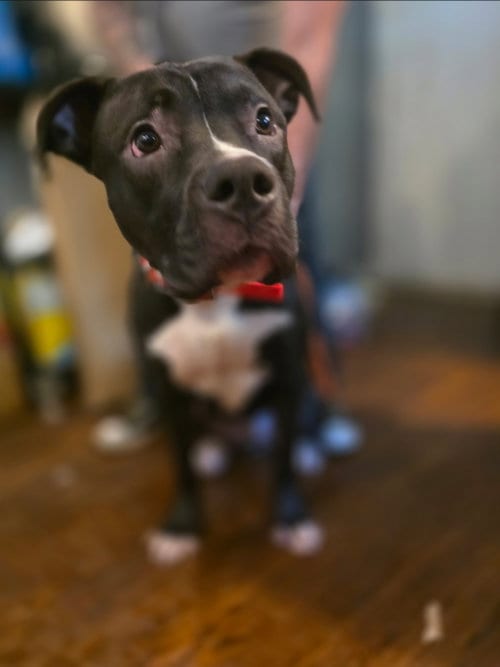 Photo of Murphy, adoptable American Pit Bull Terrier in Chester, Virginia