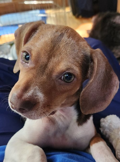 Photo of Pebbles, adoptable Beagle in Pittsboro, North Carolina