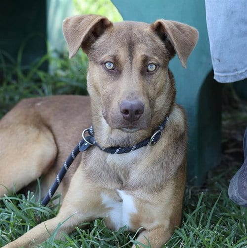 Photo of Carmello, adoptable German Shepherd Dog in Modesto, California