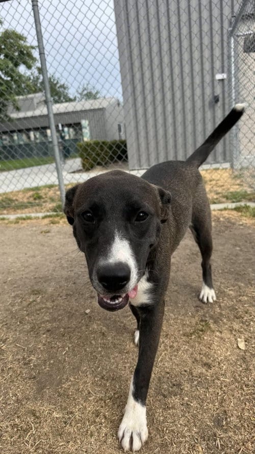 Photo of Selina, adoptable Labrador Retriever in San Diego, California