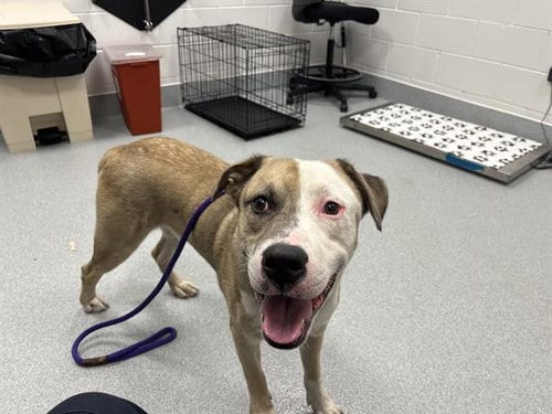 Photo of Semi, adoptable American Bulldog in Ocala, Florida