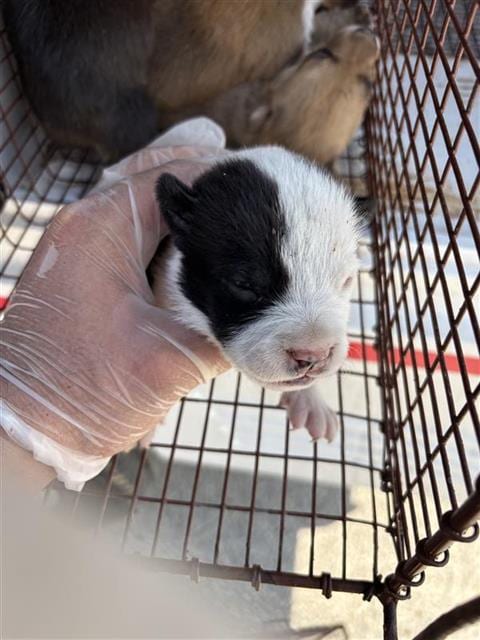 Photo of A663600, adoptable Pit Bull Terrier in Houston, Texas