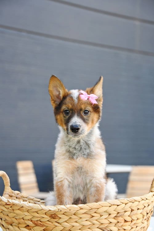 Photo of Arie Claire, adoptable Australian Cattle Dog/Blue Heeler in Sandy, Utah